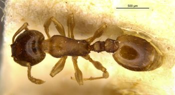 Media type: image;   Entomology 21034 Aspect: habitus dorsal